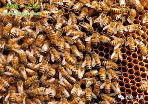 蜜蜂大肚病防治指南 四种有效方法保障蜂群健康