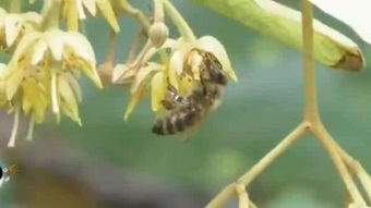 蜜蜂养殖 甜蜜的事业与自然守护