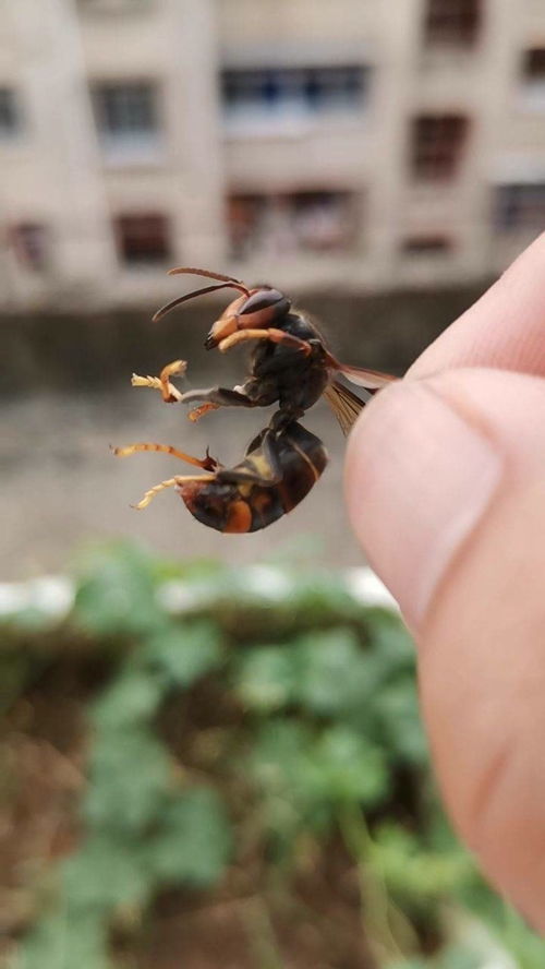都市养蜂记 阳台上的甜蜜事业