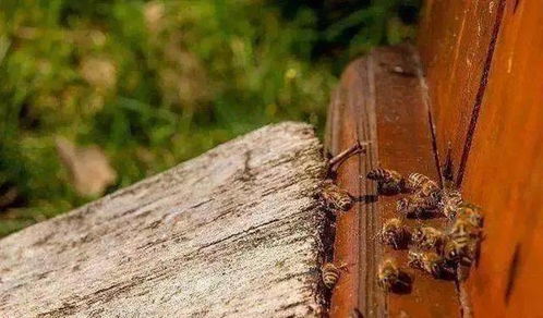 蜜蜂爬蜂病的11种成因解析与养殖管理启示