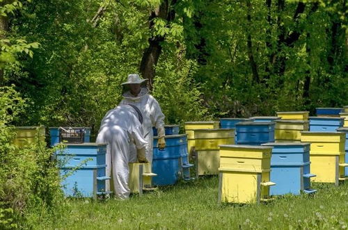 蜜蜂养殖技术 越冬蜂培育期蜂群分蜂热及分蜂解除的原则与方法