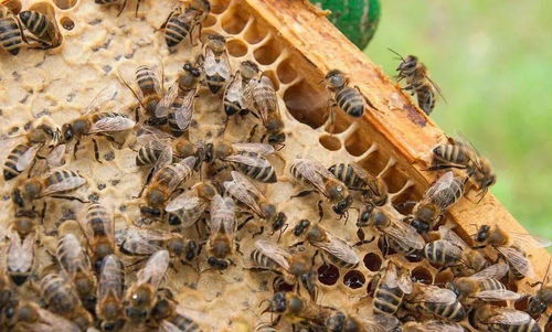 2021年农村养殖业致富新风口 蜜蜂养殖的机遇与挑战