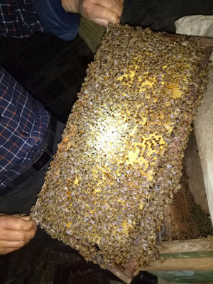 贵州犹氏蜜蜂养殖基地 依托优质生态环境，打造高品质中华蜂蜂场