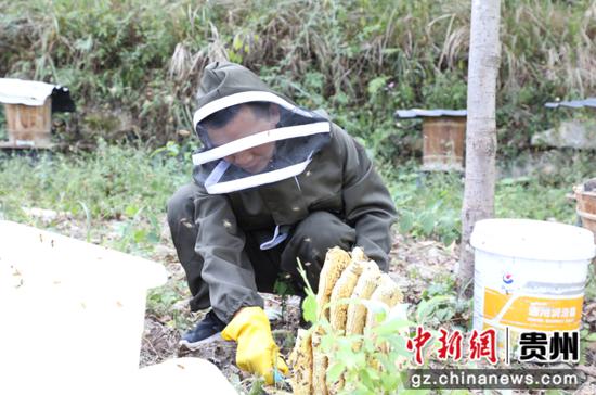 酿蜜致富 贵州沿河青年谱写养蜂新画卷